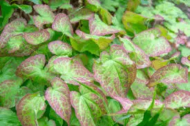 Horny Goat Weed (Epimedium)