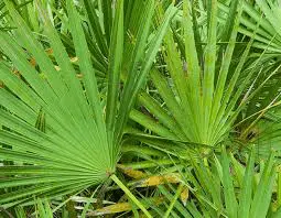 Saw Palmetto