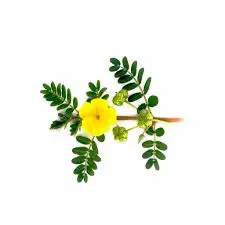 Tribulus Terrestris